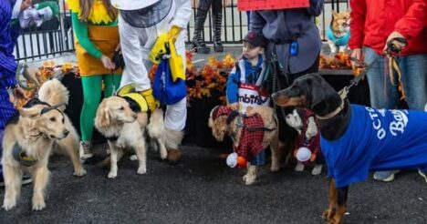 ハウルウィーン(Howl’oween at the bentway)2026
